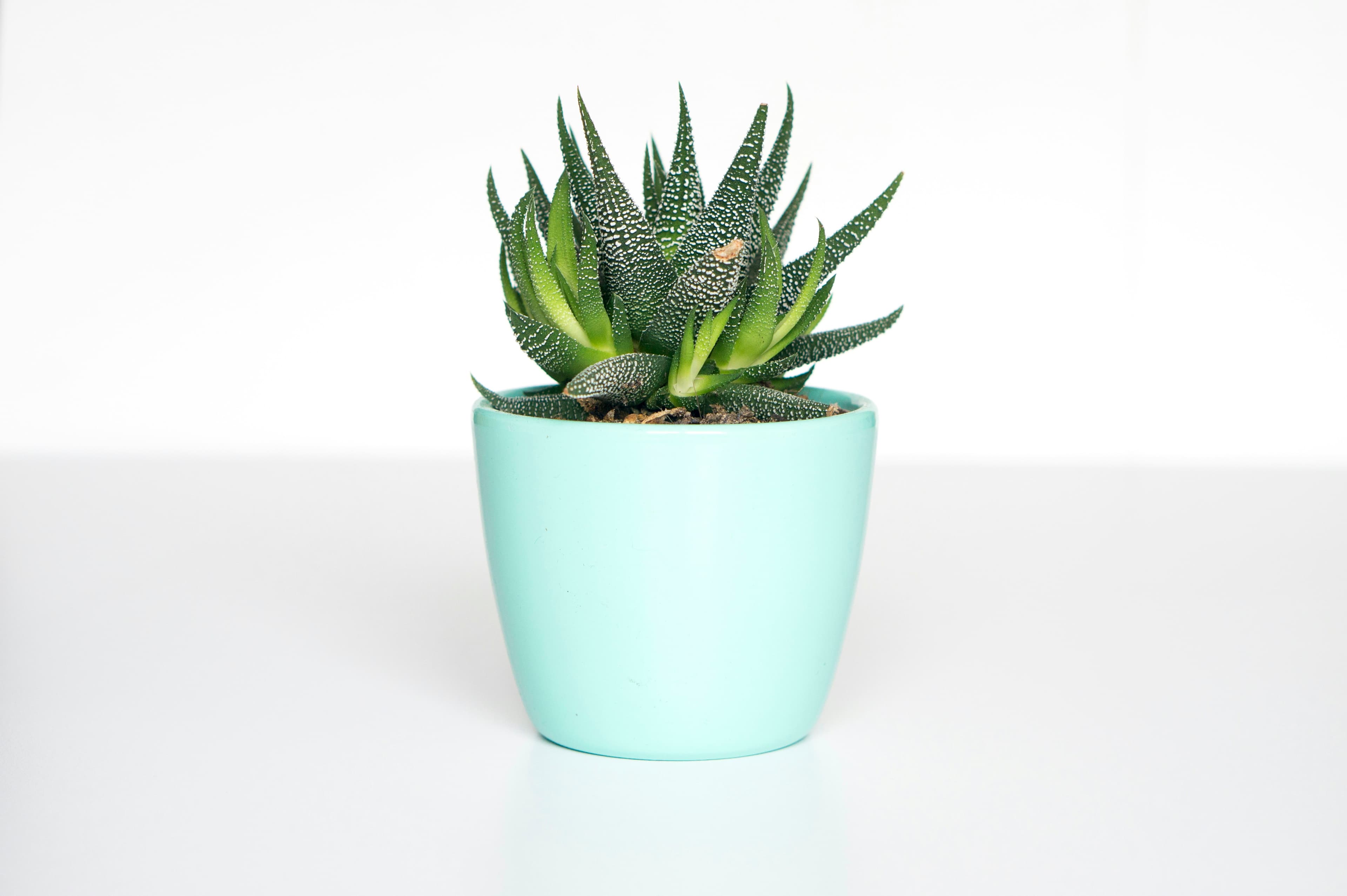 Herb Planter Set